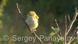 Video of Golden oriole - Golden oriole on the top of the tree near to its nest